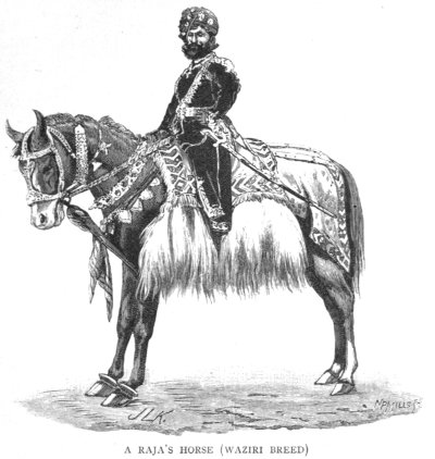Rajah’s Horse