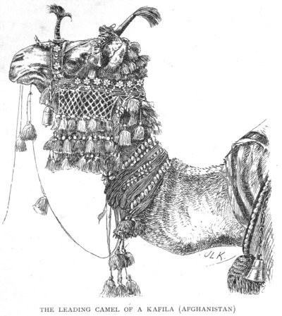 The Leading Camel Of A Kafila