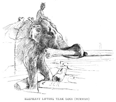 Elephant Lifting Logs