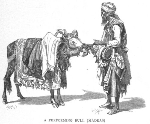 Performing Bull
