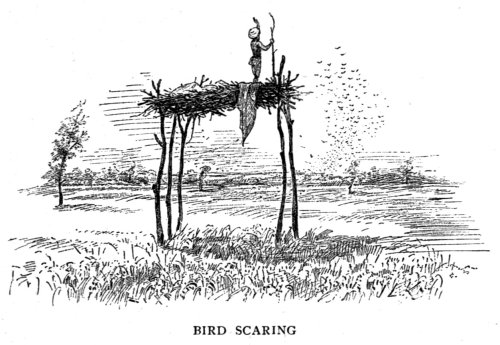 Bird Scaring