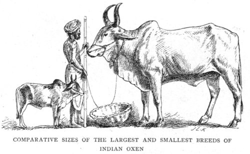 Comparative Size of Cattle