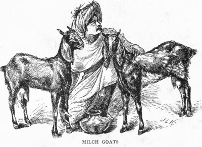 Milch Goats