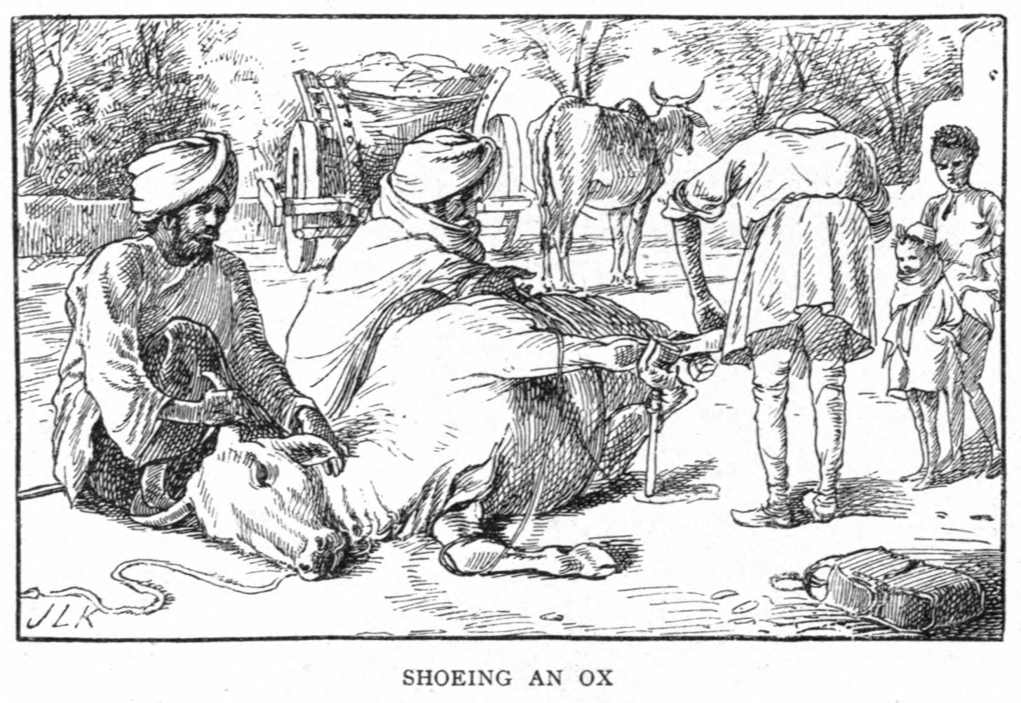 Shoeing Ox