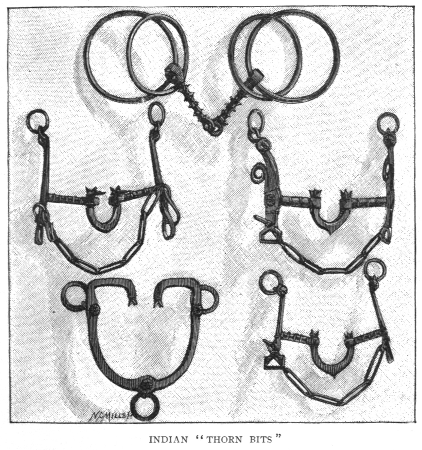 Indian Thorn Bits