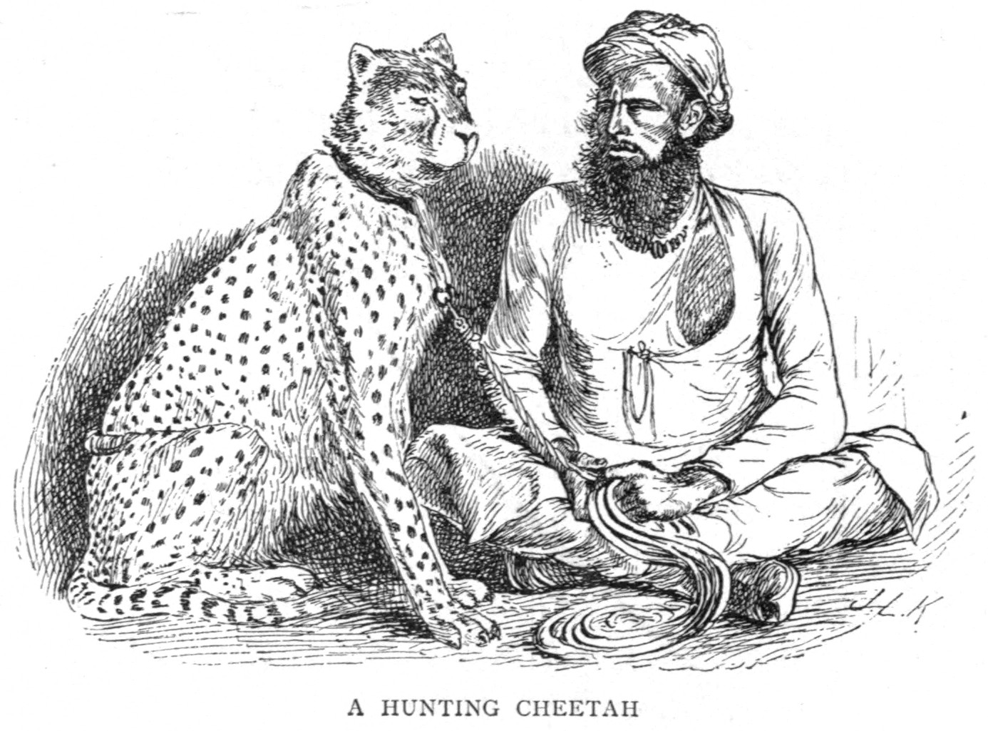 Hunting Cheetah