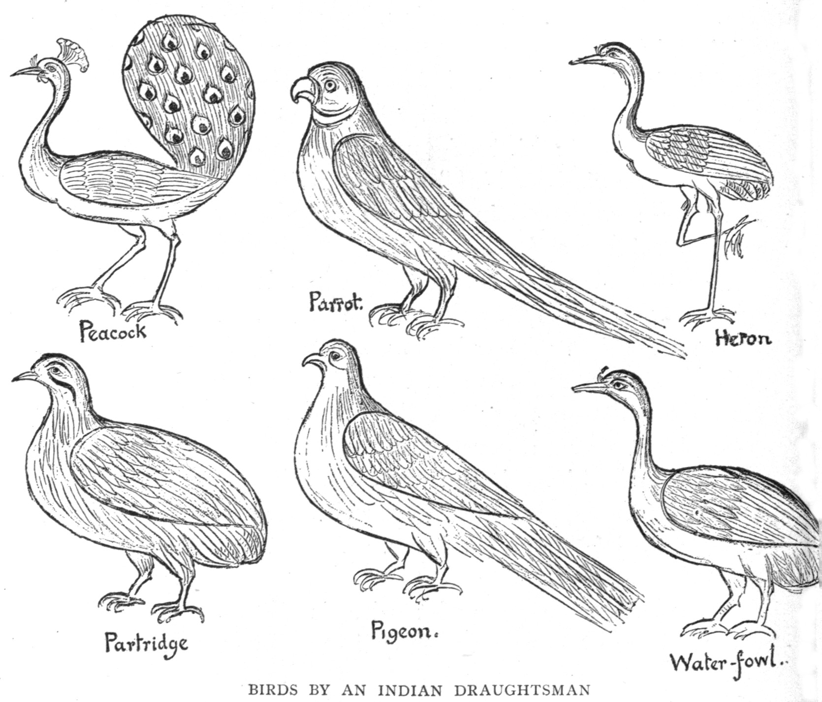 Birds