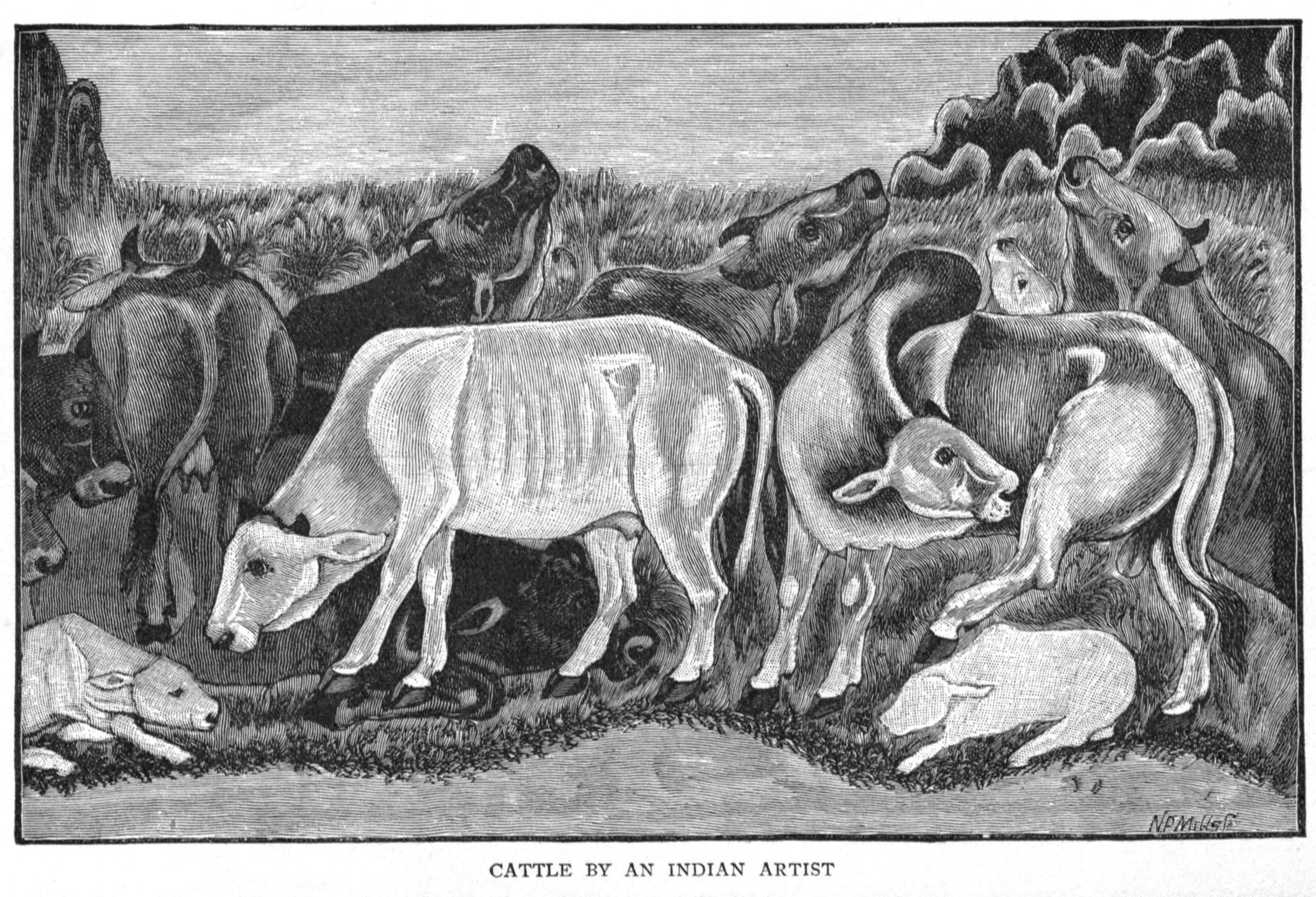 Cattle